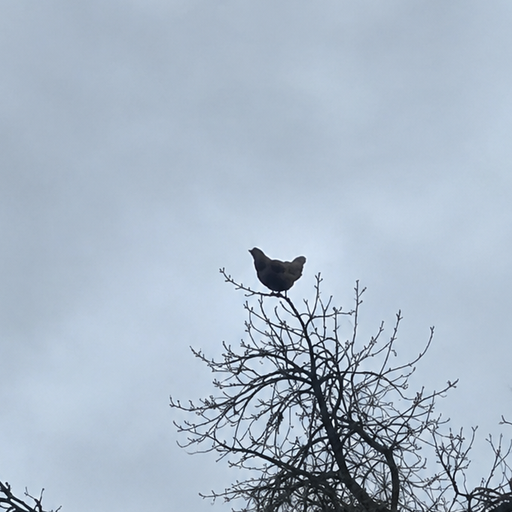 Chicken on the Tree